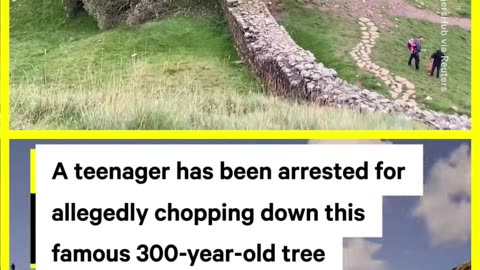 Teenager Accused of Cutting Down 300-Year-Old Tree in the UK