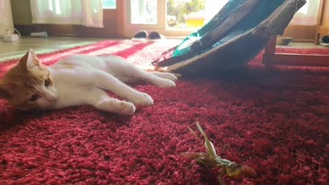 Cat VS Mantis