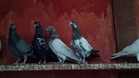 Beautiful pigeon breeder pair best flying mix
