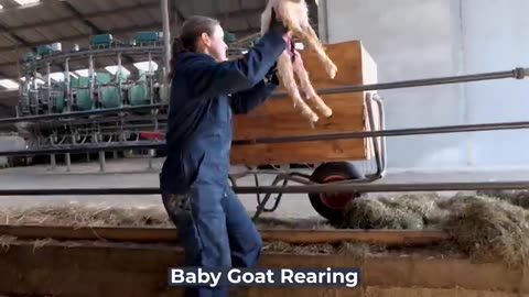 Modern Goat Processing Factory Technology 🐐 - How to Farming Millions of Goat For Meat and Milk