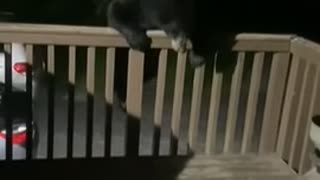 Bear tries to get bird feeders