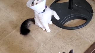 Ball Bounces into Cat Cone