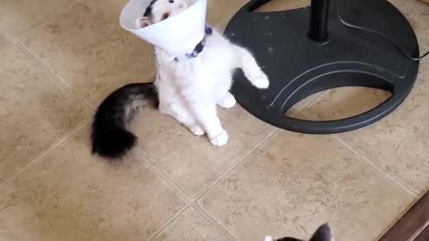Ball Bounces into Cat Cone