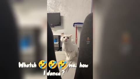 Funny cats