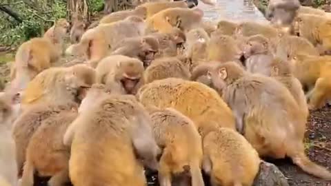 Zookeeper Feeding Monkeys