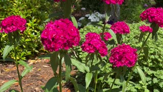 Flower Garden Sweet Williams-Beautiful Blooms in my garden