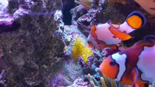 Clownfish Watches over Clutch of Eggs