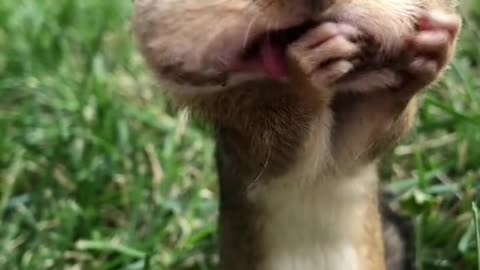 Funny Cute Animals | #2