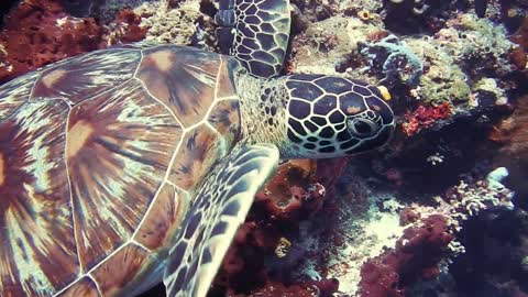 Large sea turtle.