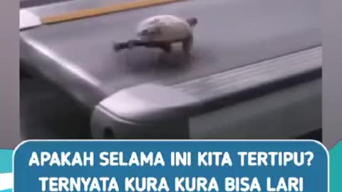 Tipu daya kura kura yang lambat