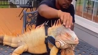 Iguana as a pet?