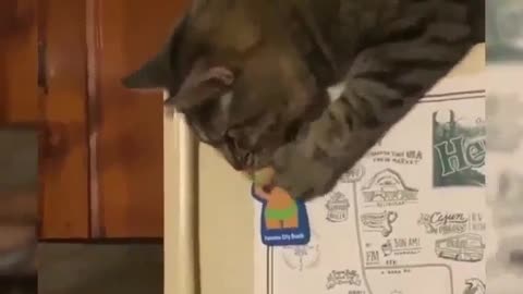 Curious Cat on Bottle Opener