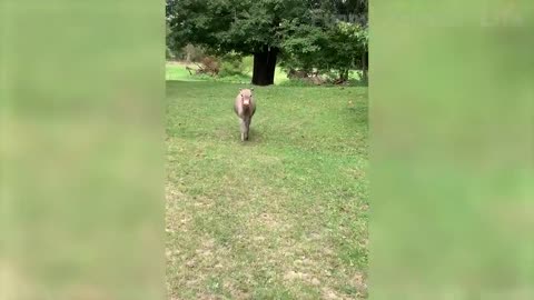 Best Funny Animal video ever