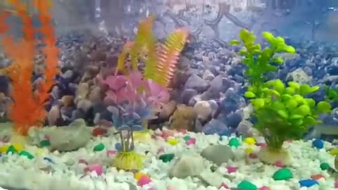 Fish Aquarim, little fishes