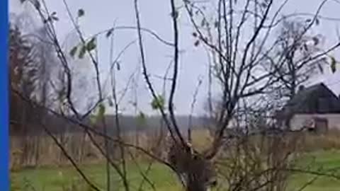 Determined cat struggles to climb skinny tree branch to catch mouse