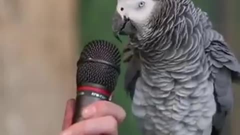 Amazing perrot talking 🦜... 😍