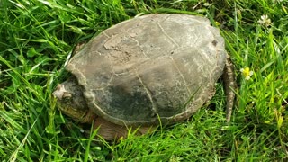 DANCING WITH THE SNAPPING TURTLE