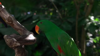 Macro Video of Wild Animal