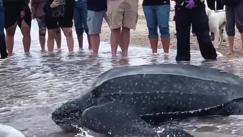 WATCH : Massive Sea Turtle Returned To Sea. 😲