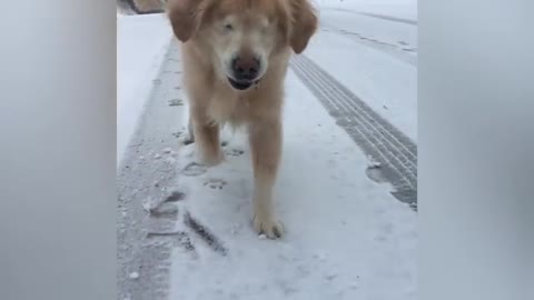 Blind dog follows his master