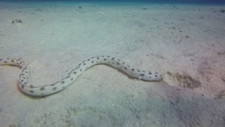 blue-banded sea snake (Hydrophis cyanocinctus)