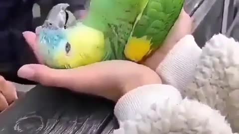 Actor parrot 🐦🤩
