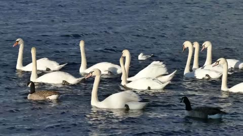Swans ducks water