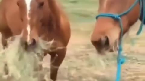 Horse's love story | funny video | watch till the end 😂😘