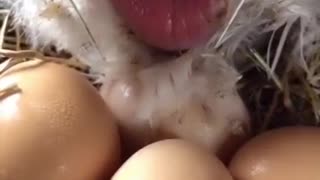 How chicken give birth