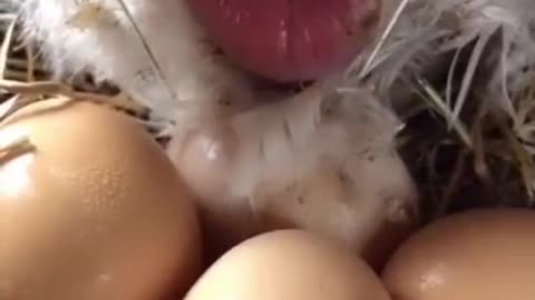 How chicken give birth