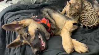 Cat Gives a Great Massage to German Shepherd