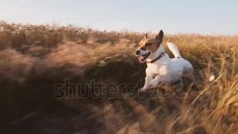 El Perro Jack Russel Terrier