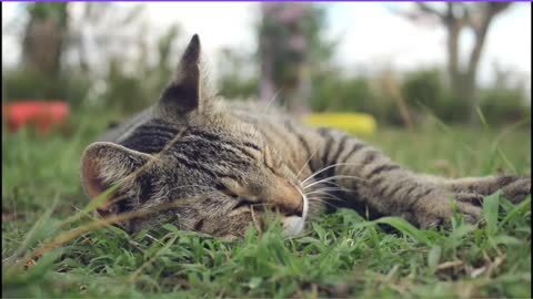 cat almost sleeping on the grass