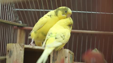 Yellow birds couple