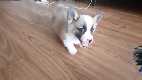 Super cute dog biting toy