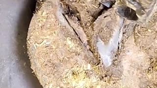 Horse Hoof Cleaning Like a Pro