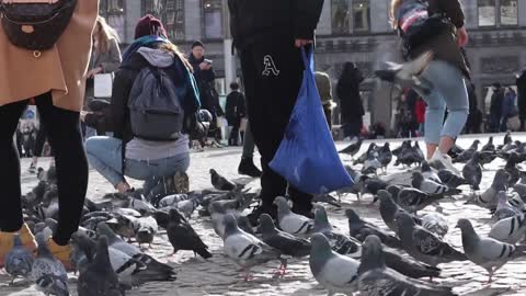 Friendly pigeon bird