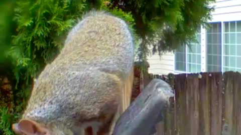 Squirrel versus Rat Trap! Who wins?