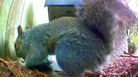 Squirrel triggering a mouse trap in slow motion.