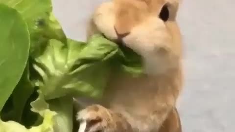 Rebbit chewing s food