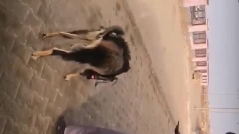 Goat having a bottled soda