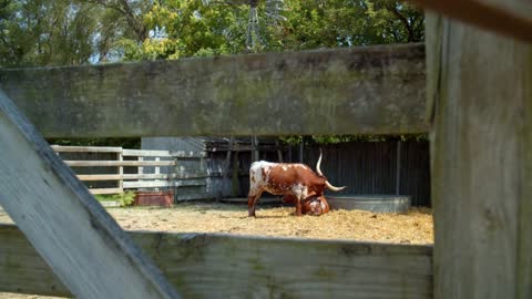 Bull & Cow Through Wooden Fence, Post, Farm