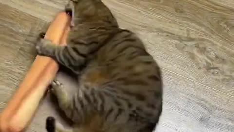 Cat training // cat // #cat // #animallover //# catlovers // #fighter