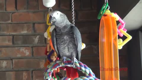 Einstein Parrot can talk better than most humansp28