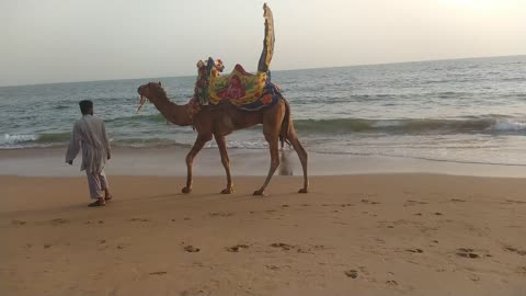 Horse & Camel are very happy at Sea Side