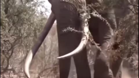 Elephant video