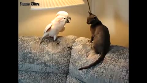 Video funny cockatoo and cat playing on the couch