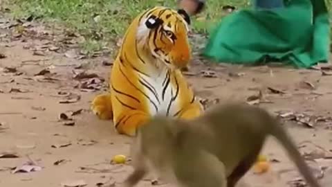 Monkey reaction to see a fake tiger doll.....