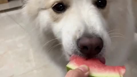 Like to eat watermelon