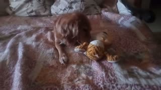 Dog playing with soft toy.